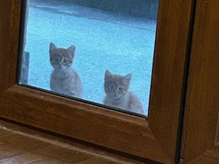 Котята