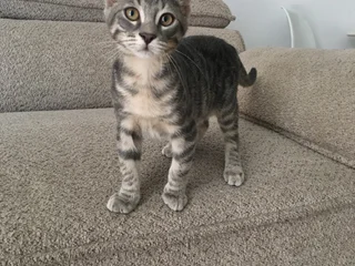 Котёнок Тайгер