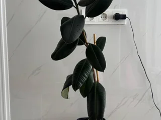 Фикус Эластика