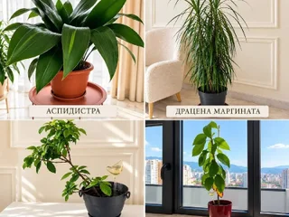 Драцена маргината