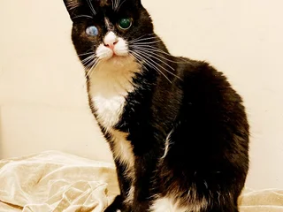 Котик Стиви