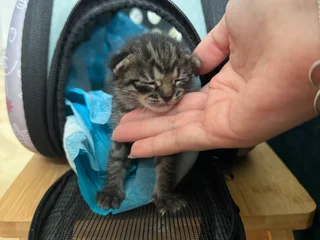 Котёнок в добрые руки