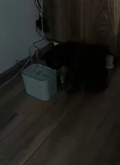 Питьевой фонтан для кошек
