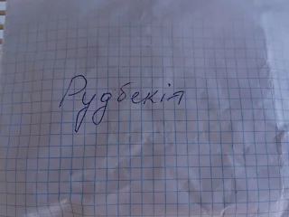 Семена рудбекии