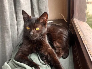 Котята Шоко и Паша в добрые руки