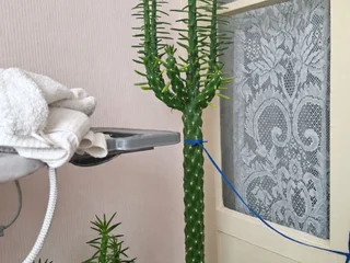 Аустроцилиндропунция