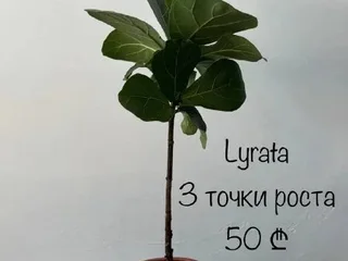 Фикус Лирата