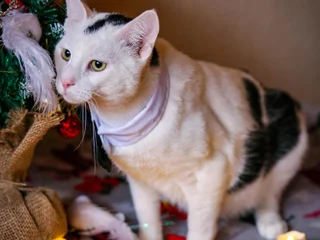 Котёнок Акоша