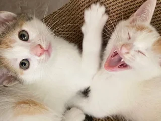 Котята