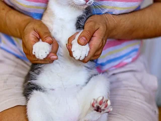 Трехцветная кошка Чупа, 1 год