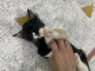 Котёнок