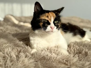 Кошка Элис