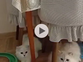 Шотландский котенок