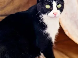 Николь (кошка)