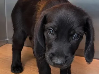 Собака Милли в добрые руки