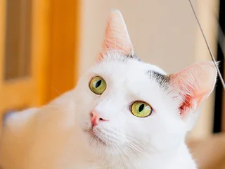 Кошка Тильда, 1 год