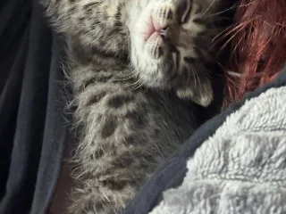 Котенок Киси в добрые руки