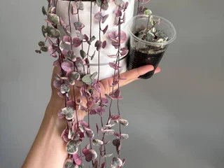 Комнатные растения (крестовник роули