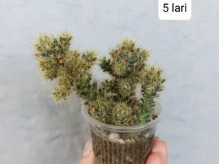Растения в горшках (Mammillaria Prolifera и Pseudorhipsalis Ramulosa)