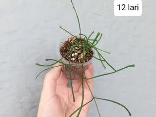 Hoya Retusa