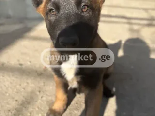 Собака