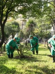 Уход за растениями в Батуми**