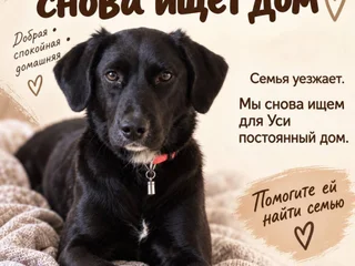 Собака Уся в добрые руки