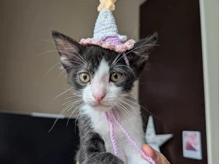 Котенок Богатырь в добрые руки