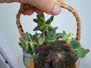 Суккуленты в корзинке