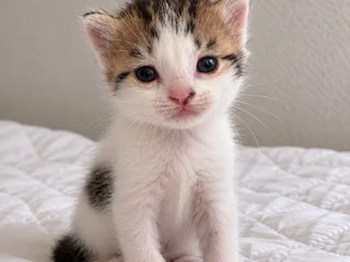 Котёнок (девочка)