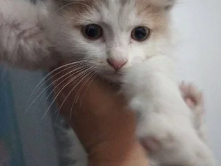 Котята Лари и Тетри в добрые руки