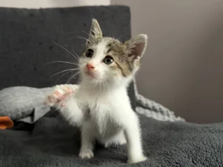 Котенок Неваляшка, девочка 1.5 месяца
