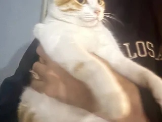 Кошечка ищет дом