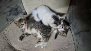 Котята в поисках дома