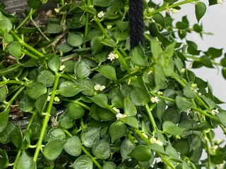 Растение Dichidia Ruscifolia без горшка