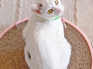 Кошка Тильда