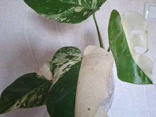 Монстера Альба