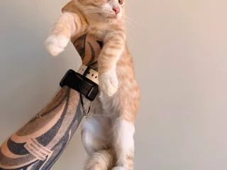 Рыжий котёнок Пряник в добрые руки