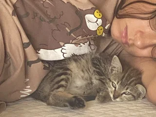 Котенок в добрые руки