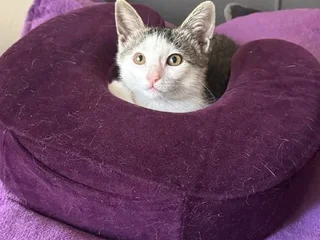 Котенок Янья в добрые руки