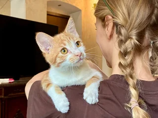 Котята Пряник и Печенька