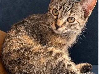 Котенок Хвилина в добрые руки