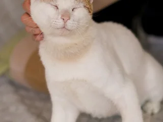 Котик в добрые руки