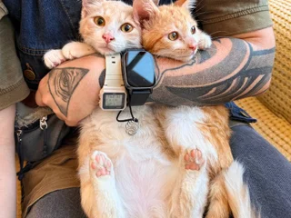 Котята Пряник и Печенька