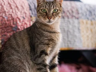 Кошка Альма
