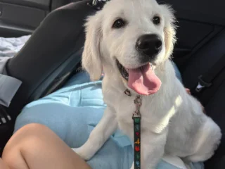 Продаётся чистокровный - Golden Retriever