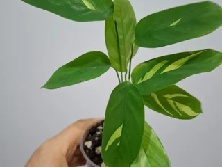 Калатея
