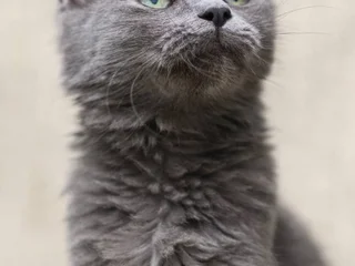 Кошечка Фифи в добрые руки