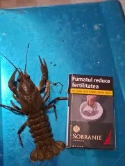 Морепродукты и рыба