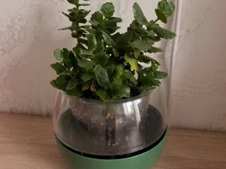 Каланхоэ